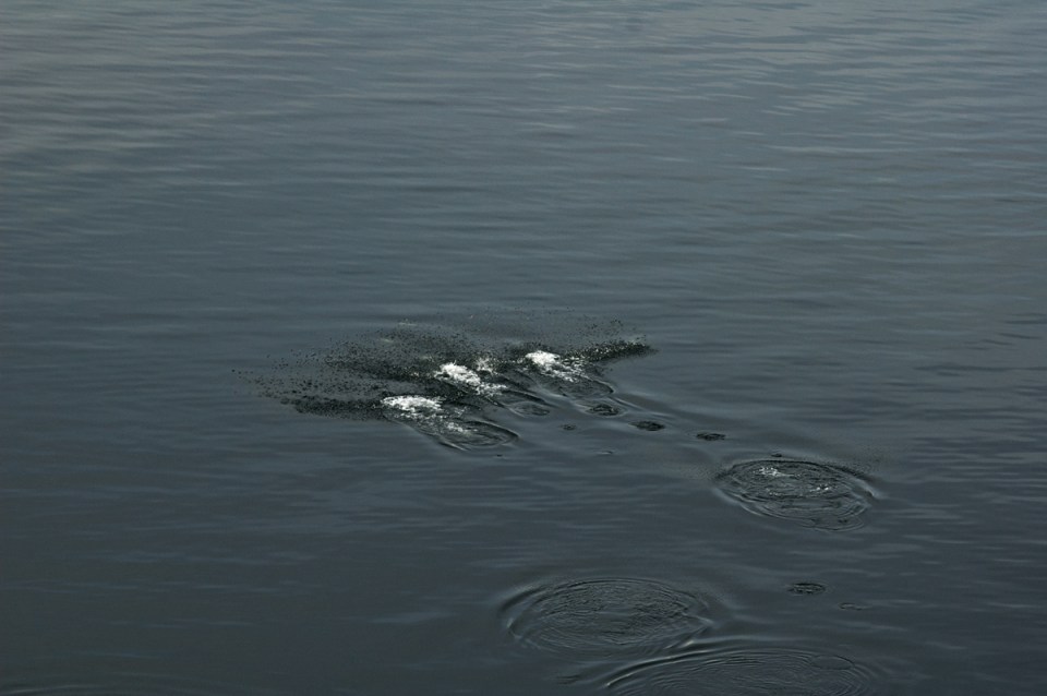 Dolphins