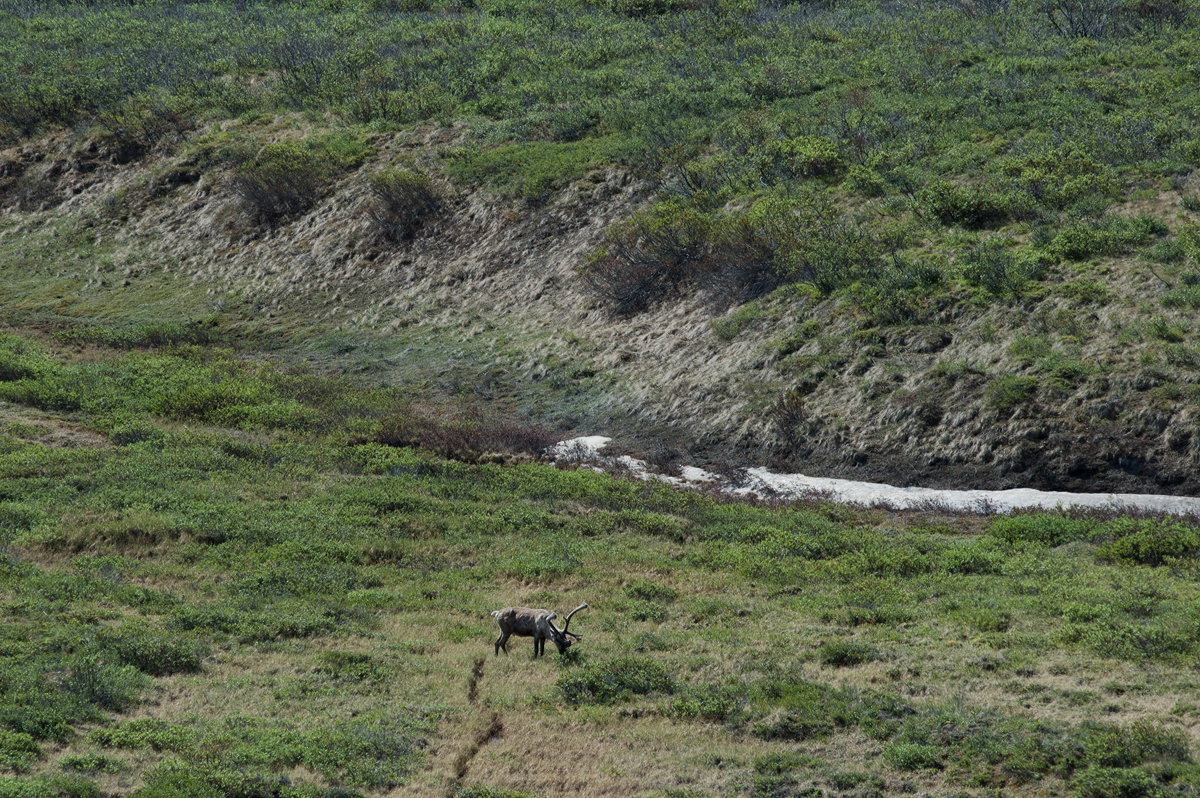 Denali Caribou 2