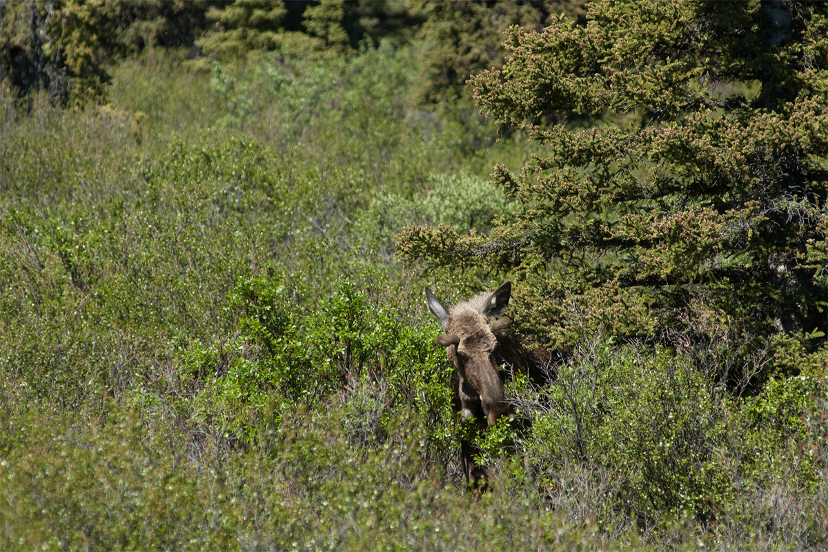 Denali Moose 7