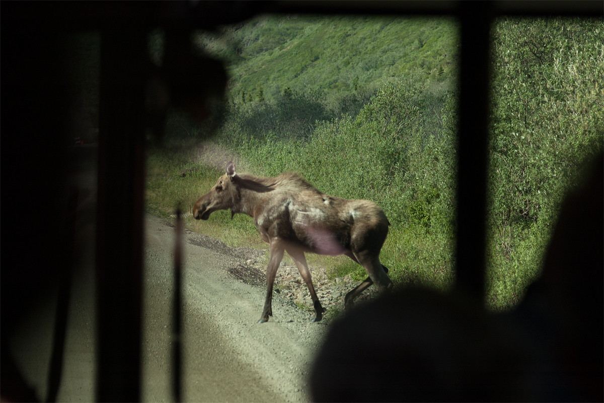 Denali Moose Crossing