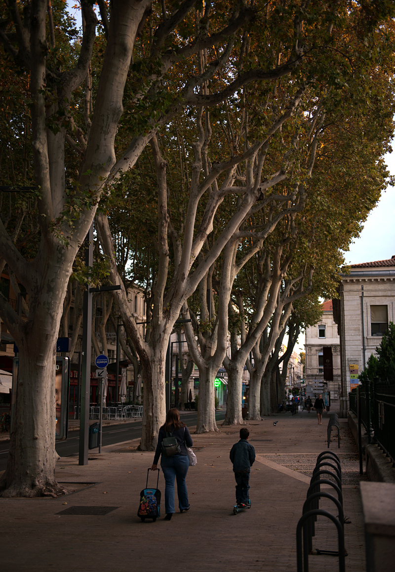 Avignon trees best