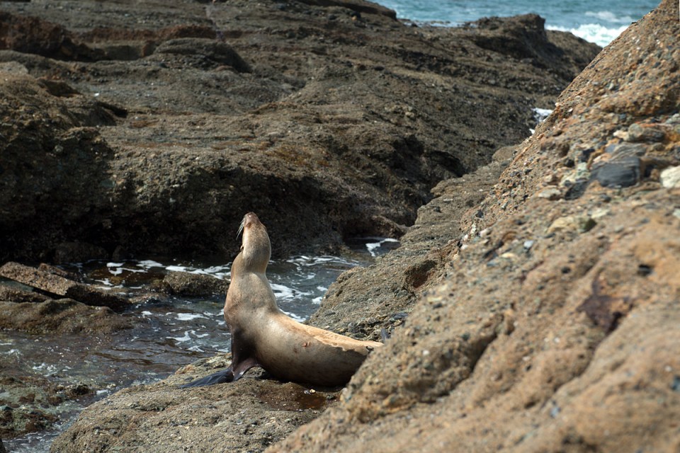 Laguna Sea Lion