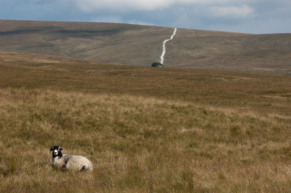 Ribblehead Sheep