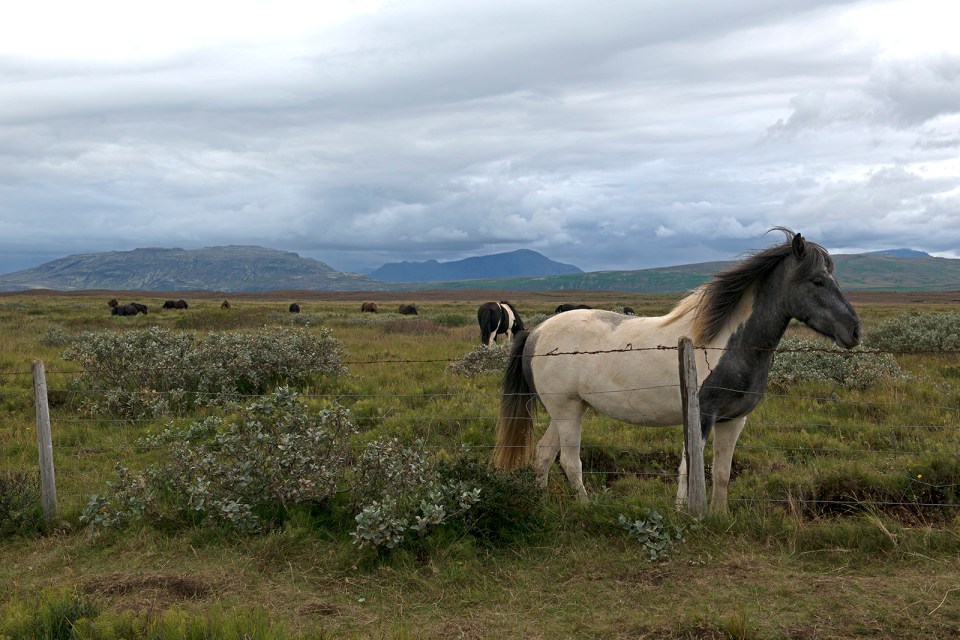 a-t-horse-at-gulfoss-b