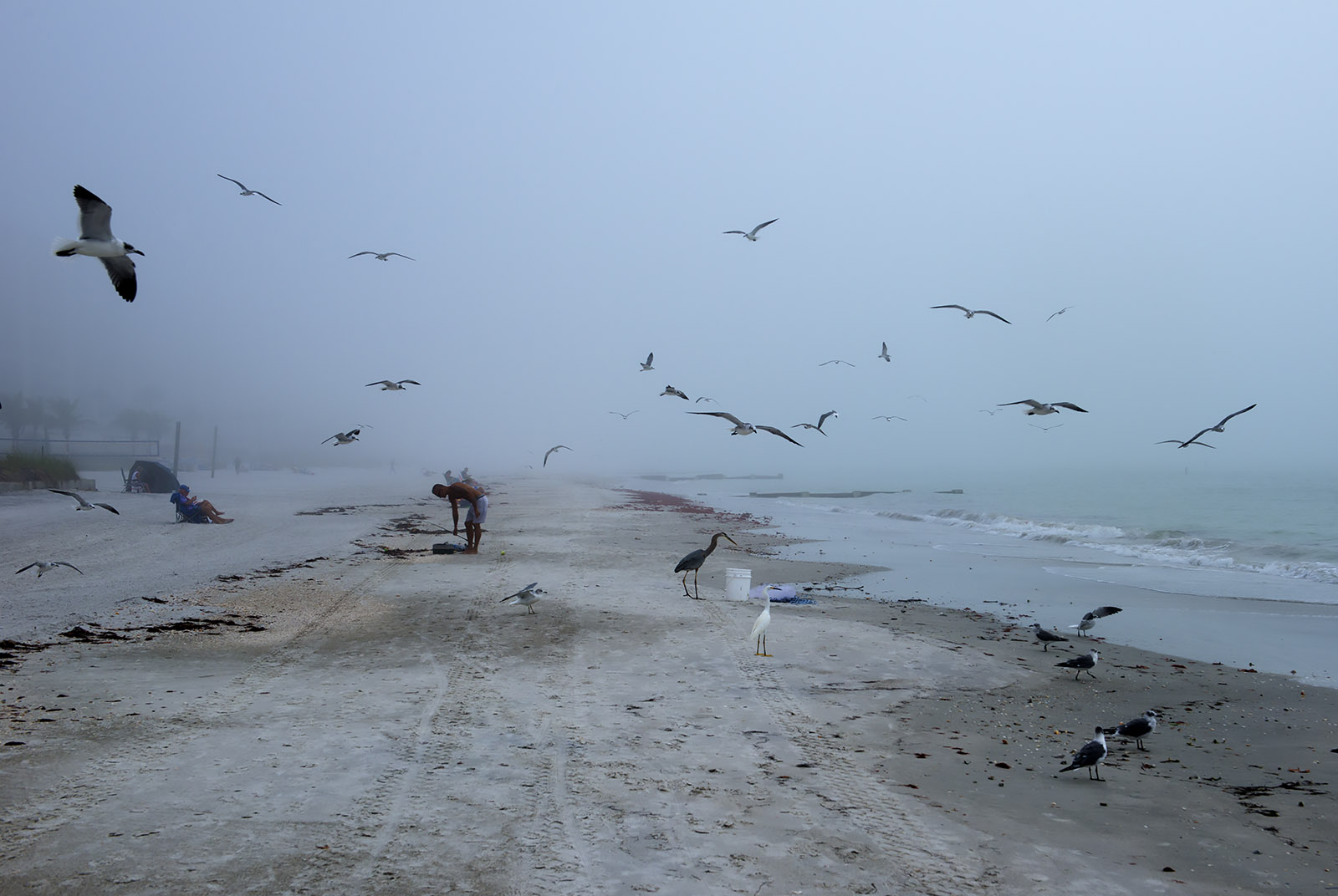 birds-on-beach