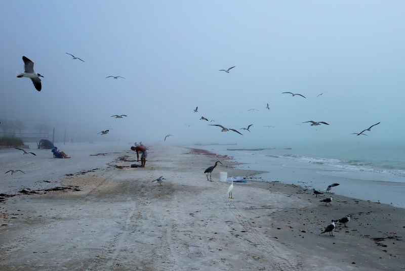 birds-on-beach
