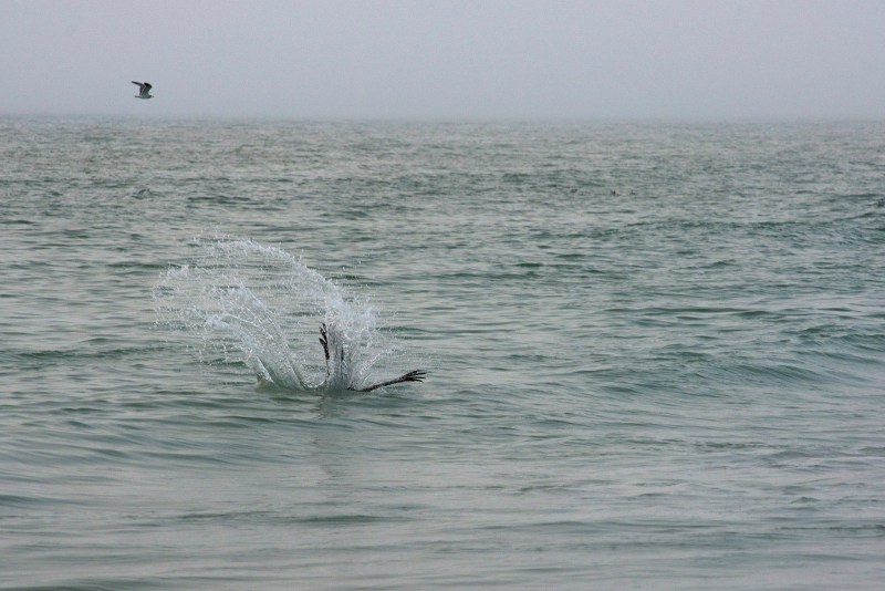 pelican-fishing