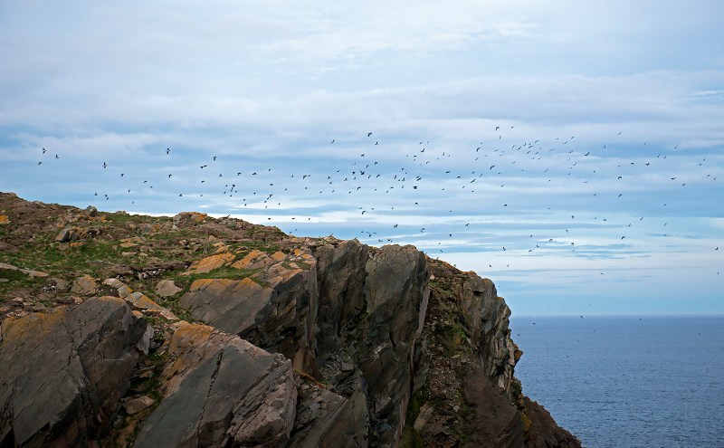 20170618 Puffins Return