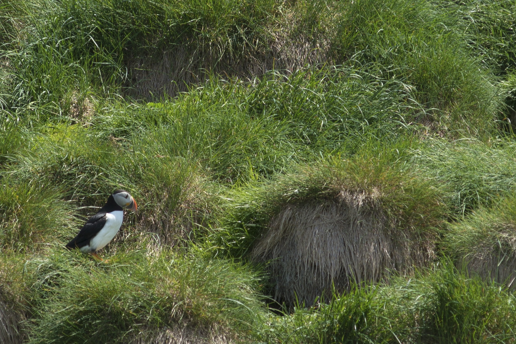 20170626 Puffin at home