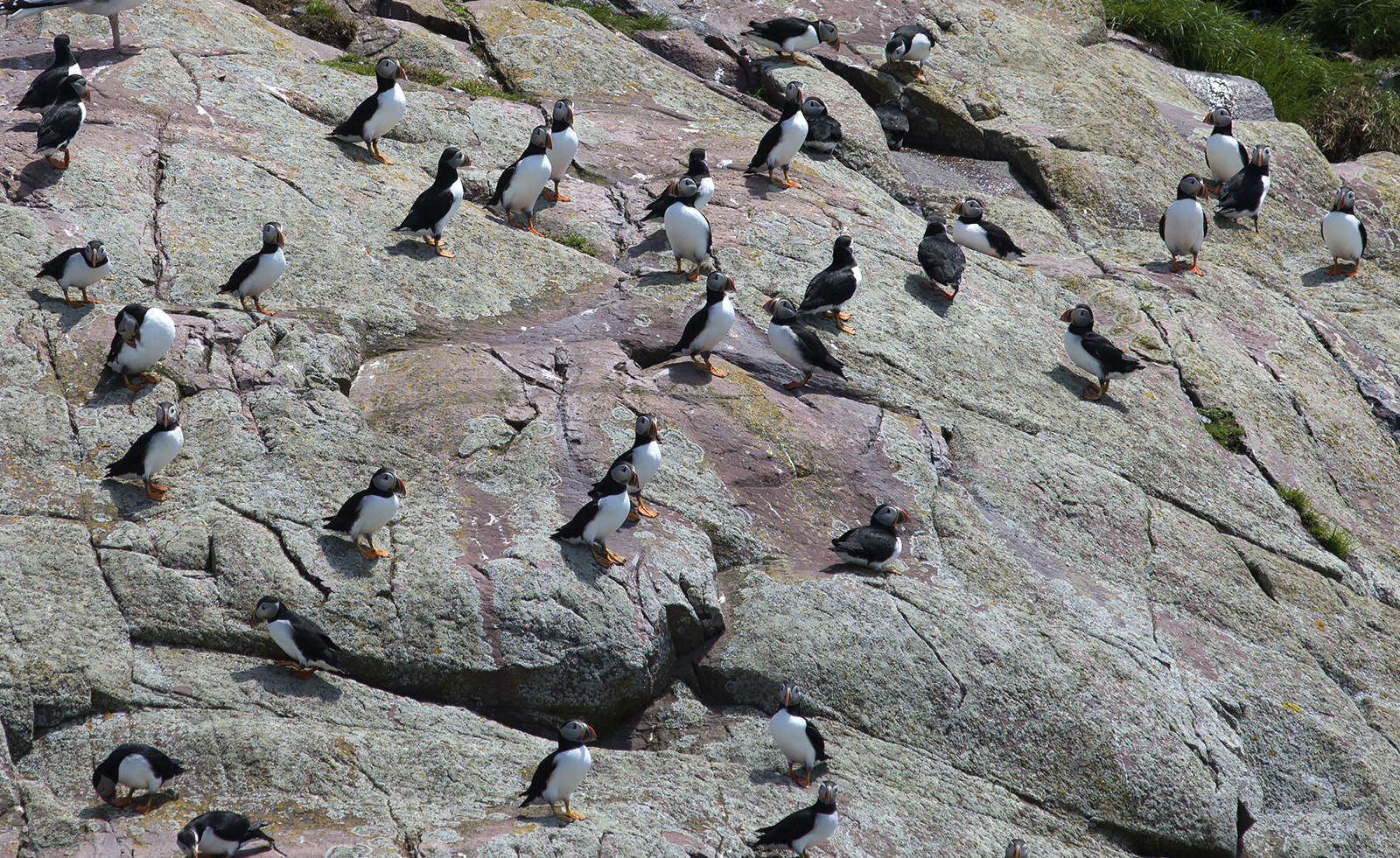 20170626 Puffin hookup b