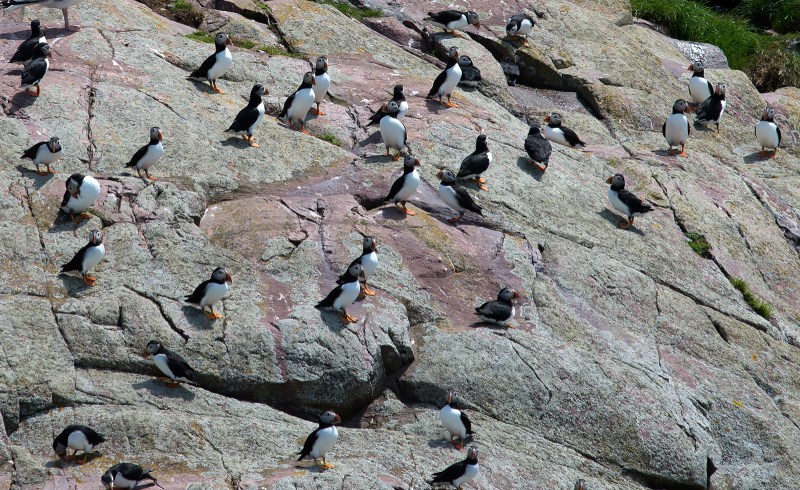 20170626 Puffin hookup b