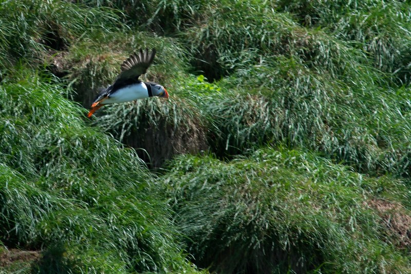 20170626 Puffin in flight